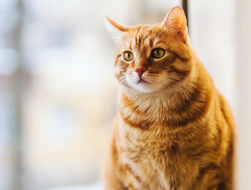 Lincoln Square Veterinary Hospital Policies