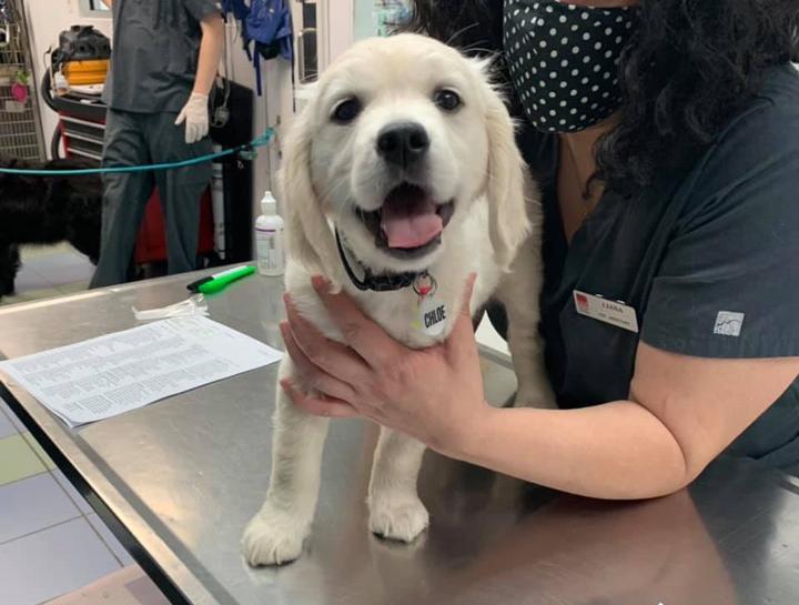 $city Vet Exams