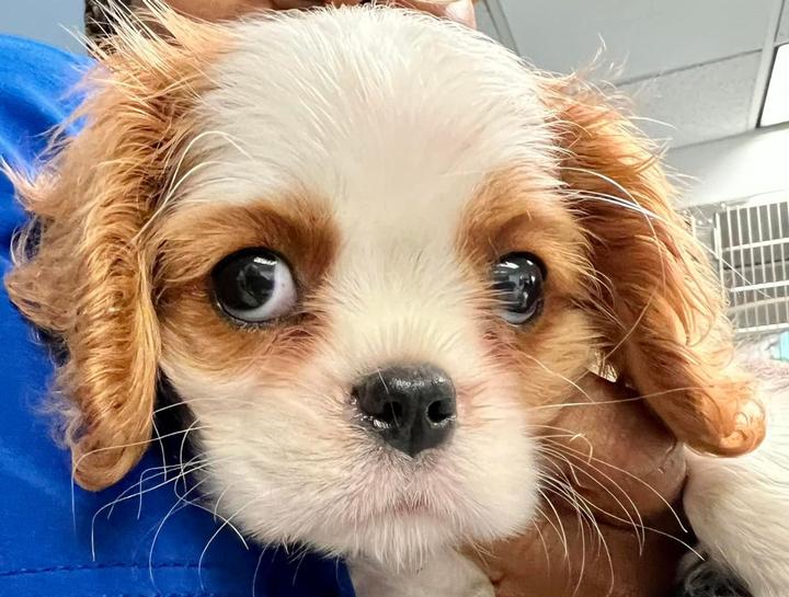 Pet Digital Radiology