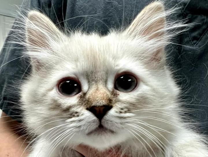 Preventive Care for Cats