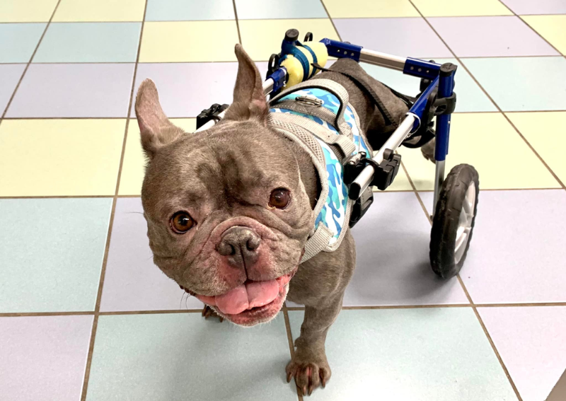 Carousel Slide 1: Offering a wide array of comprehensive care for all pups!