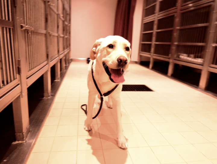 $City pet boarding