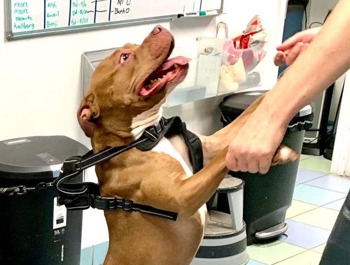 Pet Dental Care
