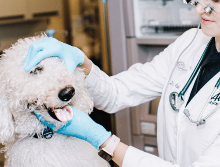 Preventive Dental Care