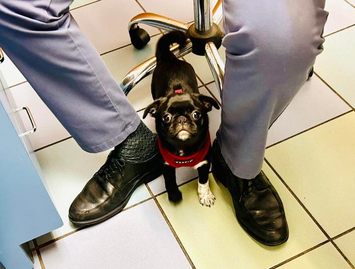 Preventive Care for Dogs